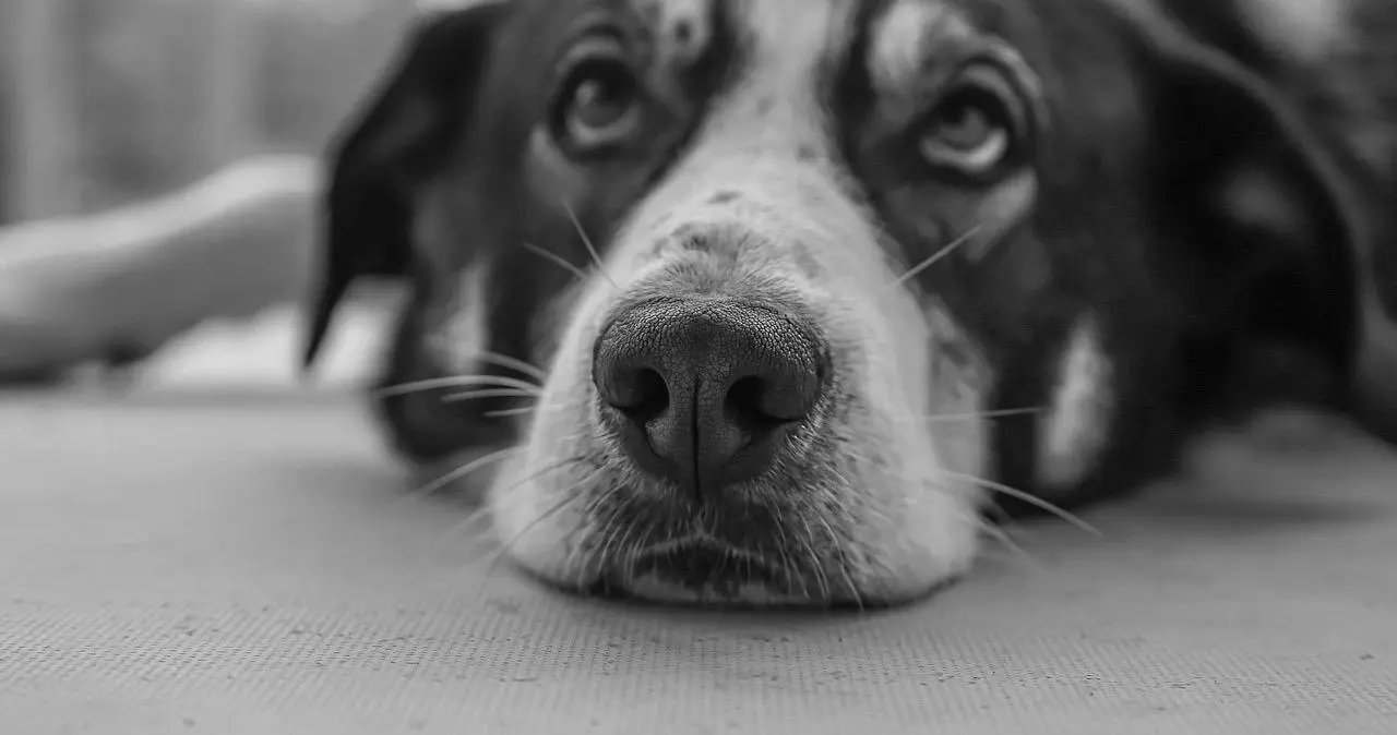 西檬之家恋物癖是什么?探索字母圈新人应了解的秘密 一